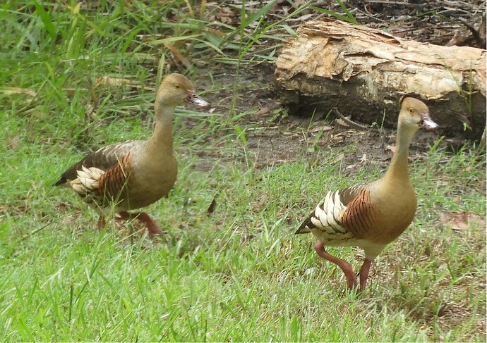 Whistling Ducks small DSCN0207