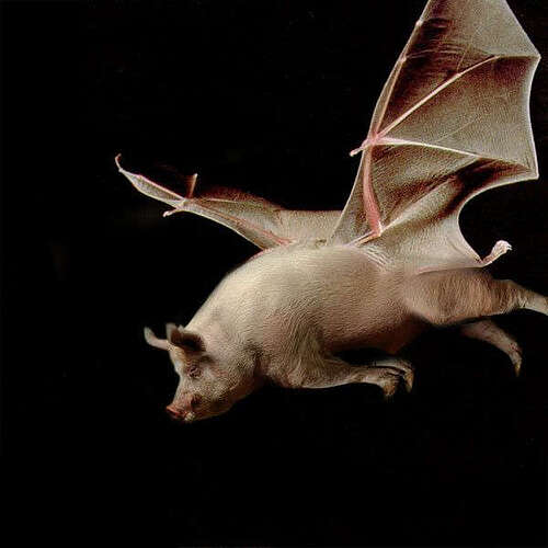 BatPig1