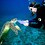 Guitarfish
