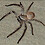 isopeda